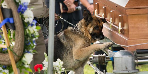 Lorsque votre chien vous rend hommage lors de vos funérailles, Figo le chien fidèle