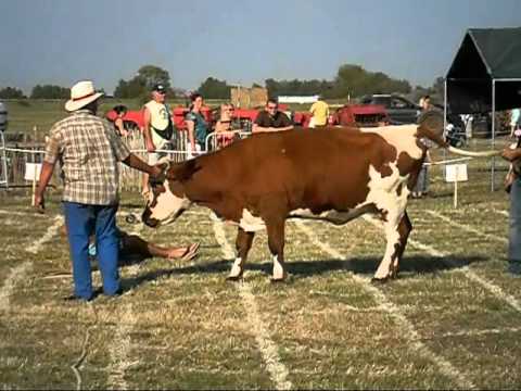 Le festival de la vache qui chie