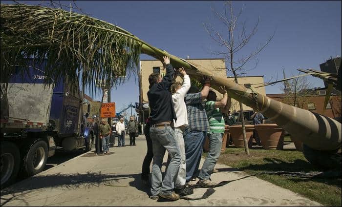 Le gay qui plantait des arbres