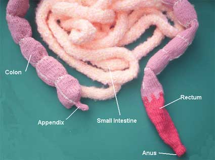 systeme_digestif_en_tricot